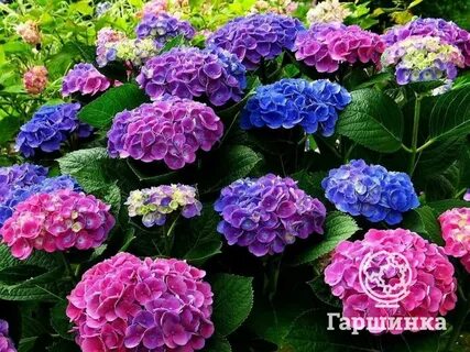 Гортензии какие бывают сорта фото и название