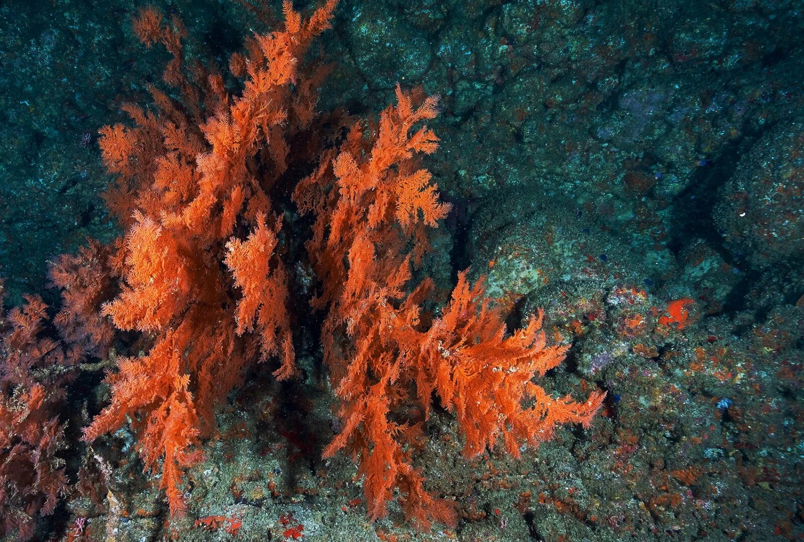 Хондрус водоросль. Красные водоросли. Глубоководные водоросли. Красные водоросли фото. Бурые водоросли являются самыми глубоководными водорослями