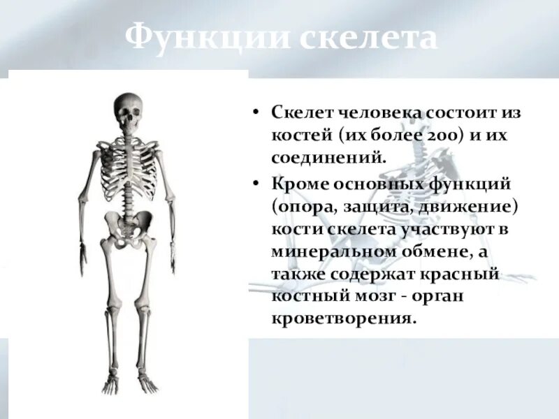 Таблица строение и функции скелета человека 8 класс. Функции скелета человека 8 класс. Функции скелета 8 класс биология. Кости скелета биология 8 класс.