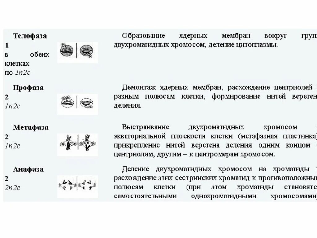 Биологическая роль мейоза. Биологическое значение мейоза. Мейоз и его биологическое значение. Биологическое значение мейоза кратко. Мейоз 1 значение