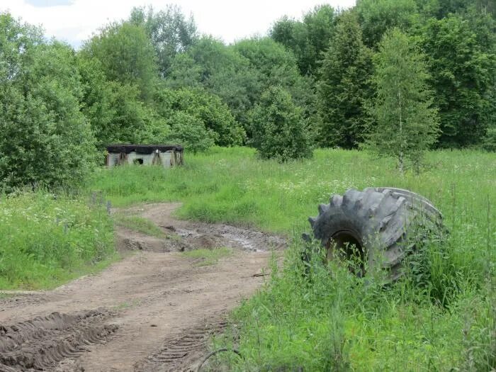 Поселок Липово. Липово Ленинградская область. Мшинская Волосово железная дорога. Посёлок Липово Калининградская область.