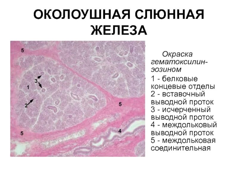 Верховые железа. Околоушная железа гистология препарат. Строение околоушной железы гистология. Строение околоушной слюнной железы гистология. Поднижнечелюстная слюнная железа гистология.