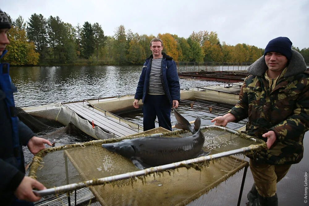 Новости кадуя вологодской. Кадуй рыба. Кадуй осетры. Кадуй Вологодская область. Посёлок Кадуй Вологодская область.