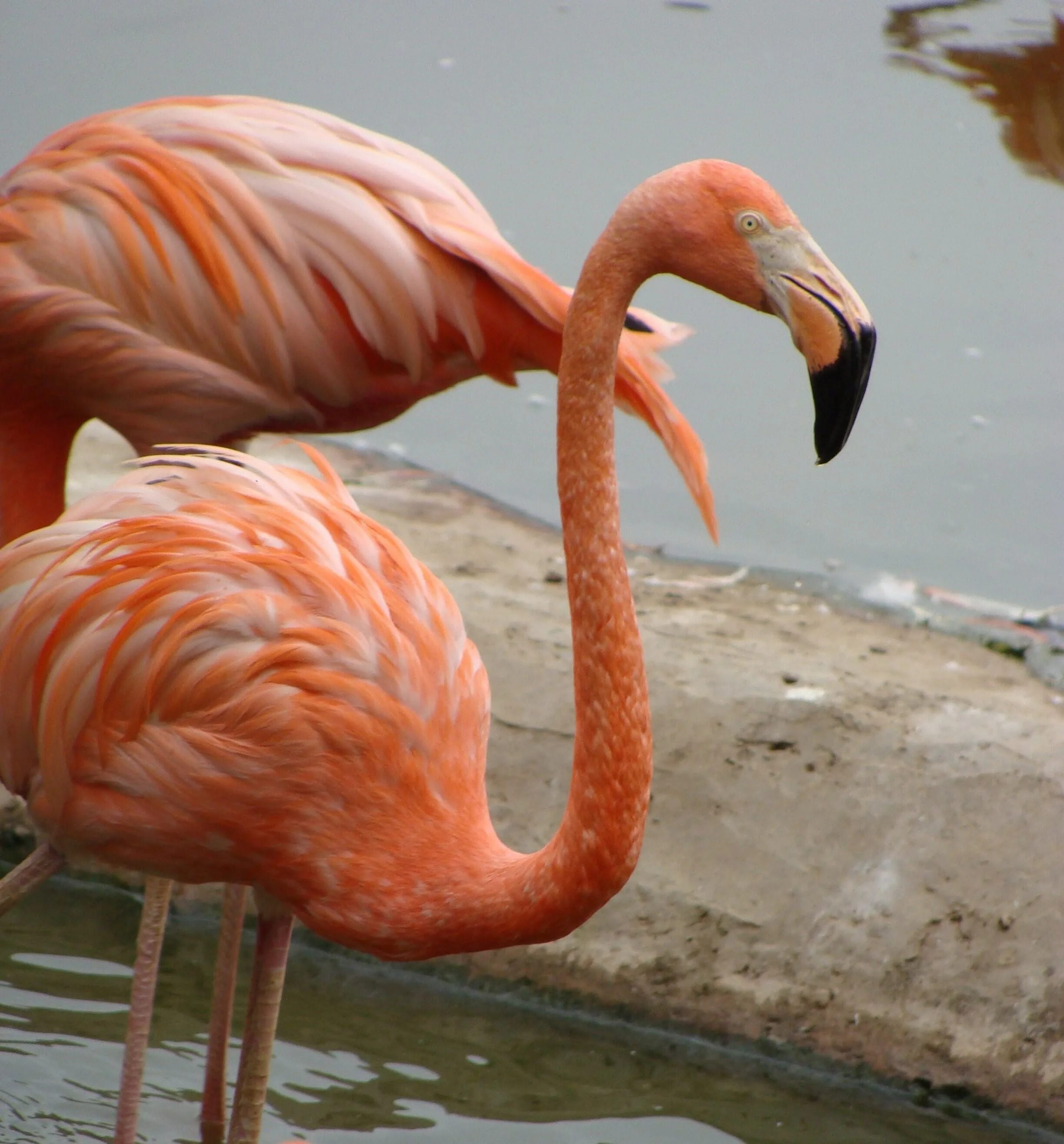 Фламинго сегодня. Розовый фламинго в зоопарке. Зоопарк лимпопо фламинго. День розового фламинго. Фламинго в новосибирском зоопарке.