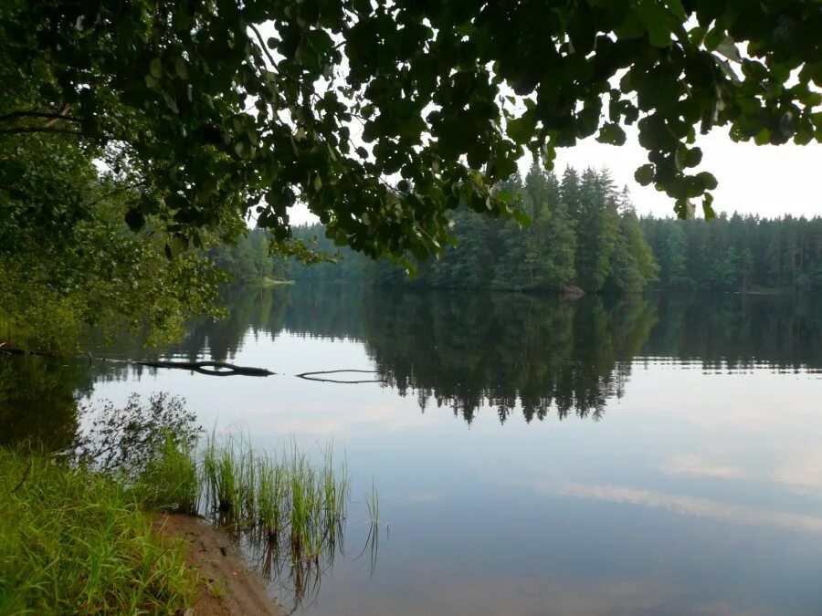 Озеро длинное название. Озеро долгое Ильичево. Озеро долгое Зеленогорск. Озеро долгое Ленинградская область. Симагинское озеро.