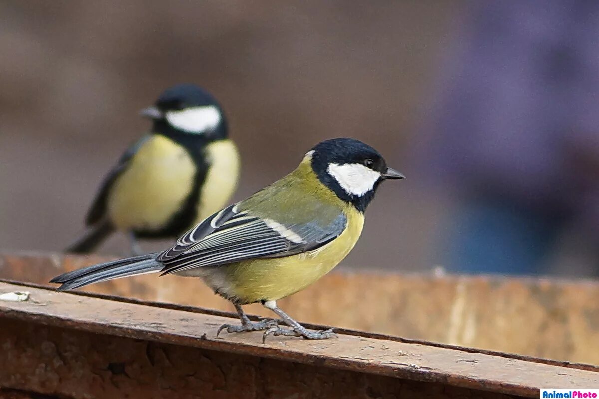 птицы сибири синицы. птица синица томск.