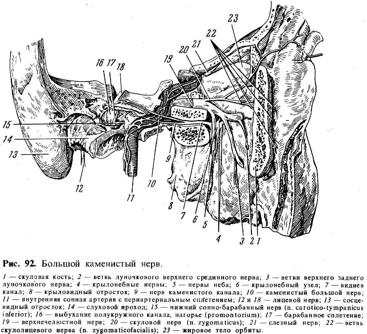 Освобождение нерва латынь. Малый поверхностный Каменистый нерв. Большой Каменистый нерв анатомия. Большой и малый Каменистый нерв. Топография большого Каменистого нерва схема.