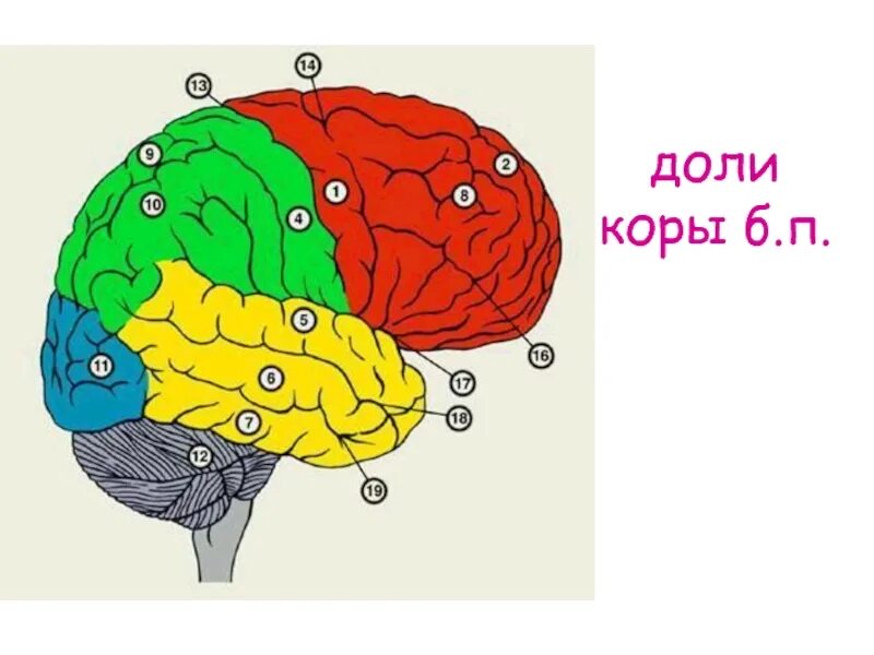 Борозды и извилины головного мозга. Извилины лобной доли головного мозга. Функции извилин височной доли.