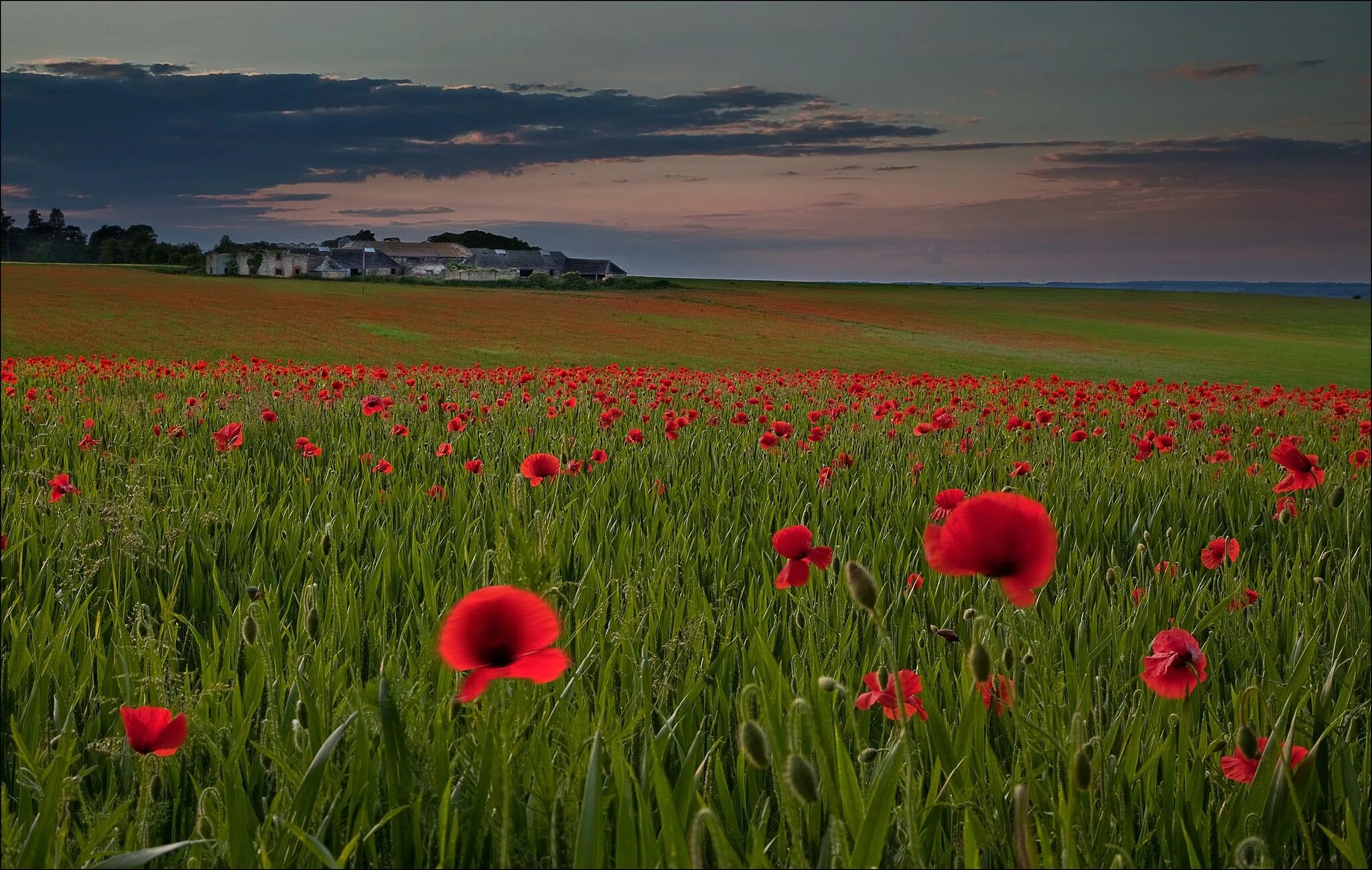 Поле маков. Poppy field. Poppy field. Маковые поля верден. Poppy field.