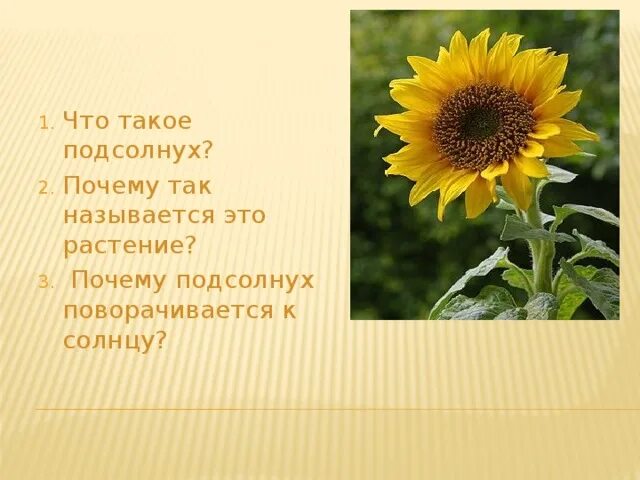 Группа растений в которую входит подсолнух. Сообщение о подсолнухе. подсолнух проект. подсолнух описание растения. почему подсолнух поворачивается к солнцу.
