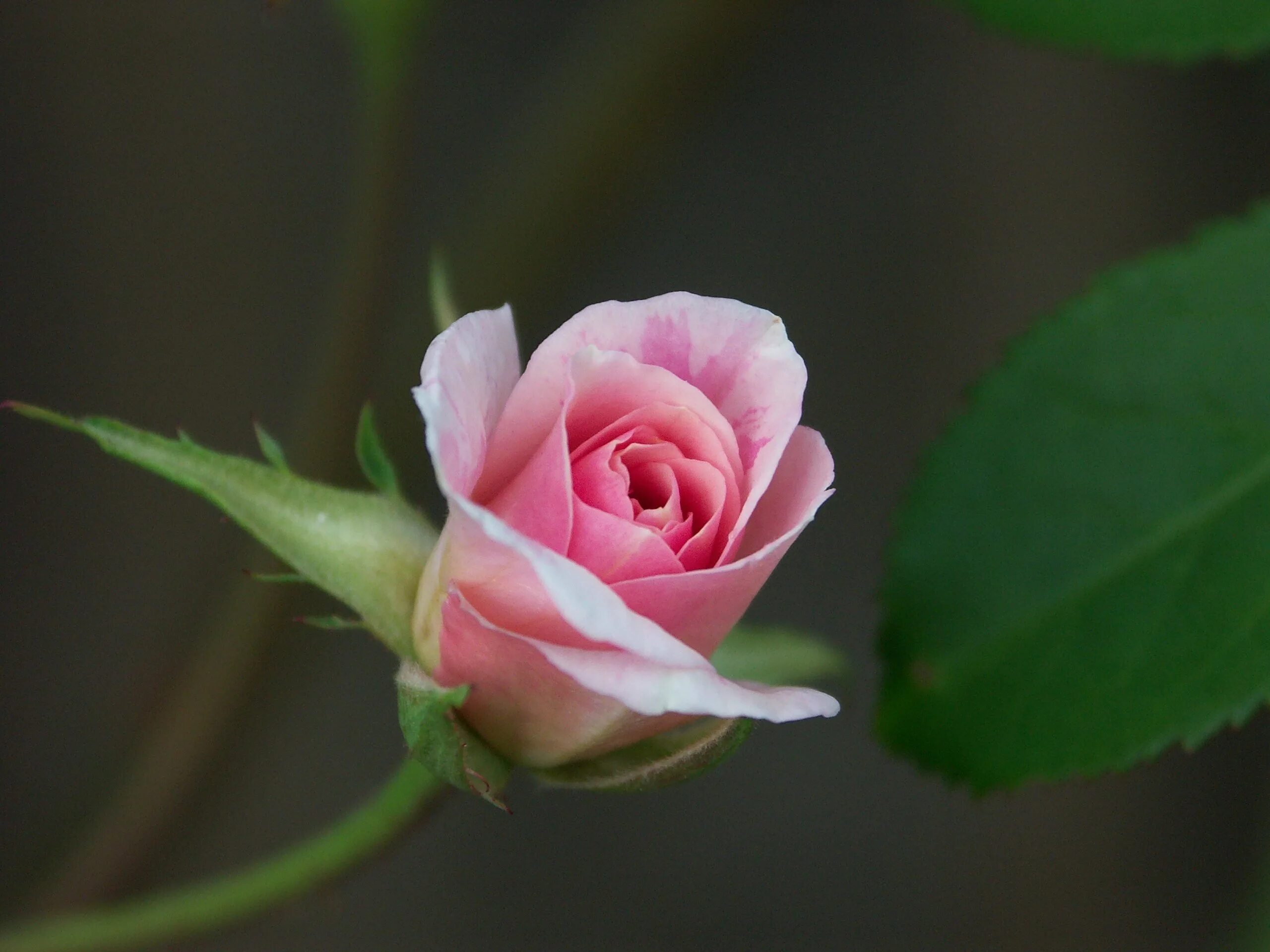 Розы с мелкими бутонами. Бутон розовой розы