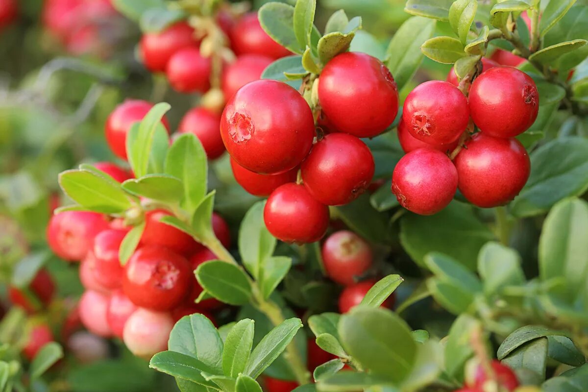 Что такое клюква. Клюква Ховес. Клюква крупноплодная Ховес. Vaccinium macrocarpon. Клюква (Vaccinium Oxycoccus).