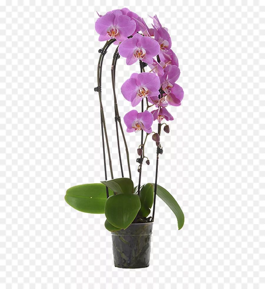 Орхидея купить рязань. Орхидея фаленопсис. Орхидея фаленопсис Каттлея. Орхидея фаленопсис equestris. Малиновая Орхидея фаленопсис.