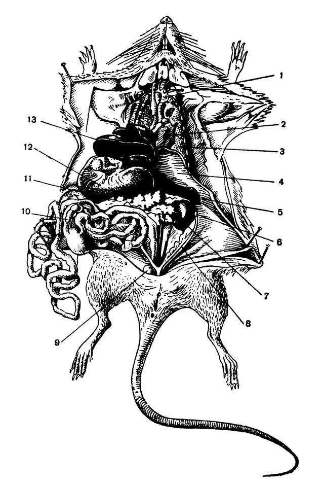 Скелет крысы строение. Анатомия крысы внутренние органы. Строение внутренних органов крысы. Общее расположение внутренних органов самки крысы. Серая крыса строение