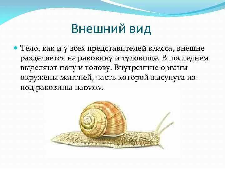 Класс брюхоногие Виноградная улитка. Размножение брюхоногих улиток. Брюхоногие моллюски 7 класс биология. Класс брюхоногие моллюски рисунок Виноградная улитка. Брюхоногие список