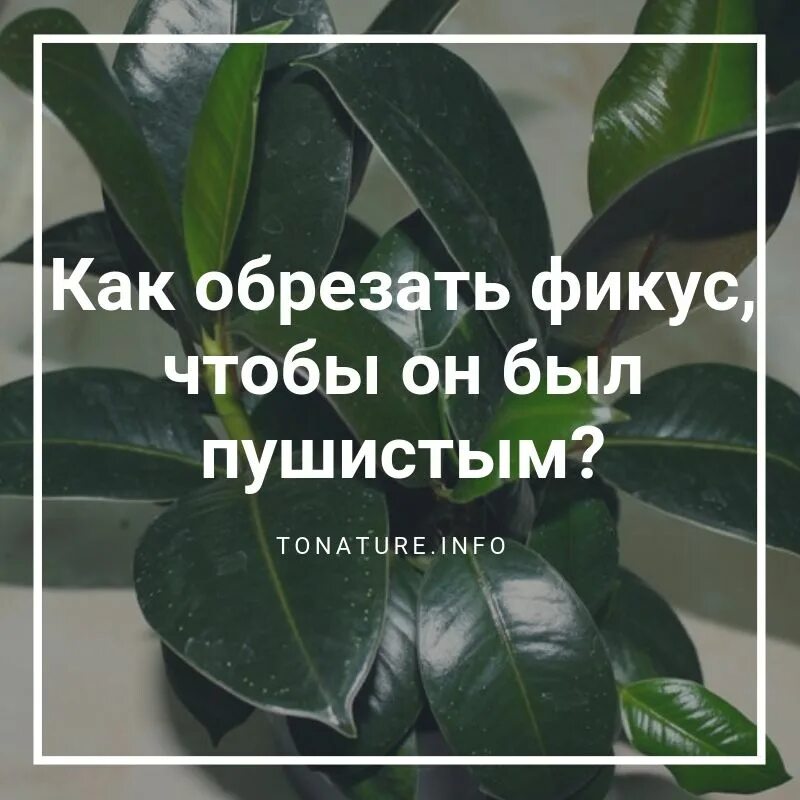 Фикус каучуконосный подщипывать. Как обрезать фикус чтобы он был пушистым. Схема обрезки фикуса каучуконосного. Прищипка фикуса бенджамина. Фикус каучуконосный подрезка.