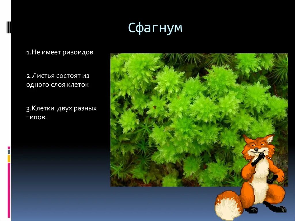 Сфагнум не имеет ризоидов. Сфагнум имеет ризоиды. лист сфагнума состоит из одного слоя клеток. у сфагнума есть ризоиды. сфагнум не имеет.
