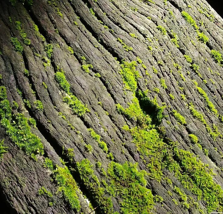 Мох PNG. Moss picture. Be close to nature