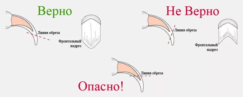 Как подстричь когти собаке когтерезкой. Схема подстригания когтей у собак. Как подстричь ногти собаке в домашних условиях. Как правильно подстричь ногти щенку. Можно ли стричь ногти в пост