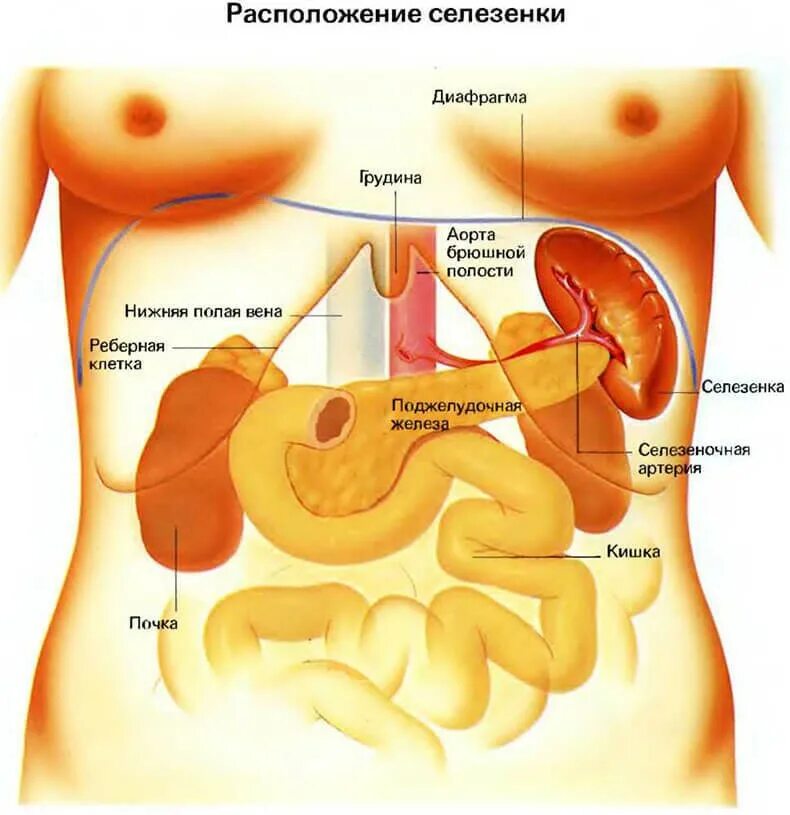 С какой стороны печень слева или справа. Органы человека селезенка расположение. Строение печени и селезенки. Анатомия человека внутренние органы селезенка. Расположение органов брюшной полости селезенка.