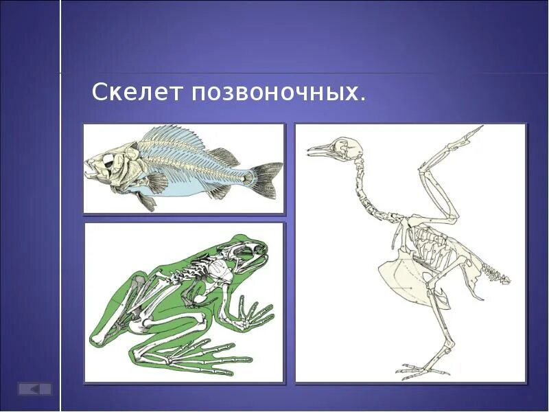 Чем отличается скелет птиц от пресмыкающихся. Позвоночные скелет. Внутренний скелет позвоночных. Скелет позвоночного животного. Строение скелета животных.