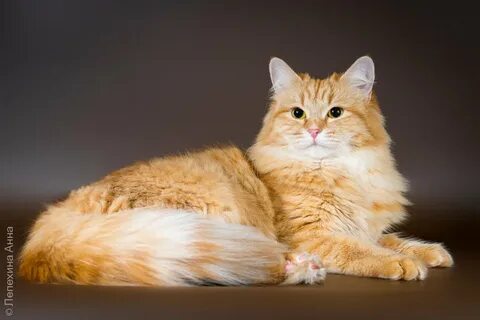 Сибирский рыжий кот фото.