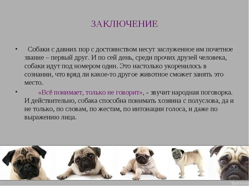 Собака вывела человека в люди. Мопс характер породы. 2 Класс рассказ о породе собак Мопс. Заключение про собак. Вывод собака друг человека.