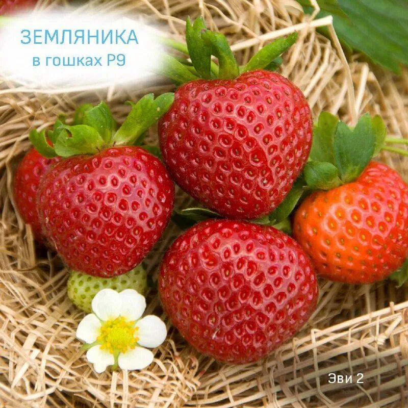 клубника плюсы