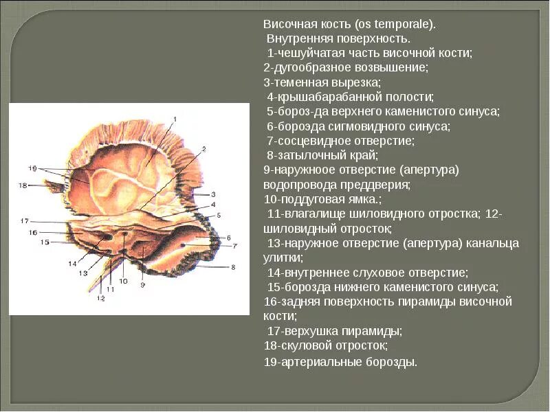 Внутренняя поверхность отверстия. Височная кость анатомия строение. Височная кость черепа анатомия человека. Височная кость строение Синельников. Строение височной кости Синельников.