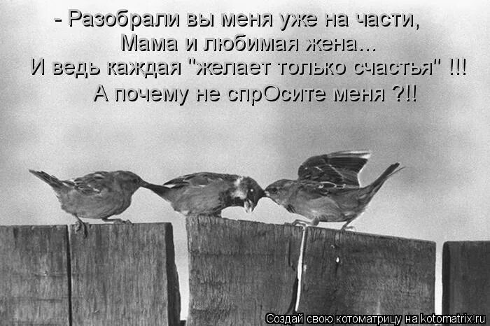 Что значит развод. Слезы воробья. Слёзы воообья. Слезы воробья цитата. Как слезы воробья.