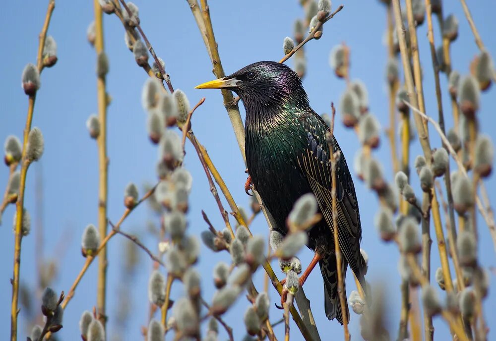 Скворцы на алтае. Вижу кого скворца. Скворцы на вербе. Скворец птица в скворечнике. Шпак скворец.