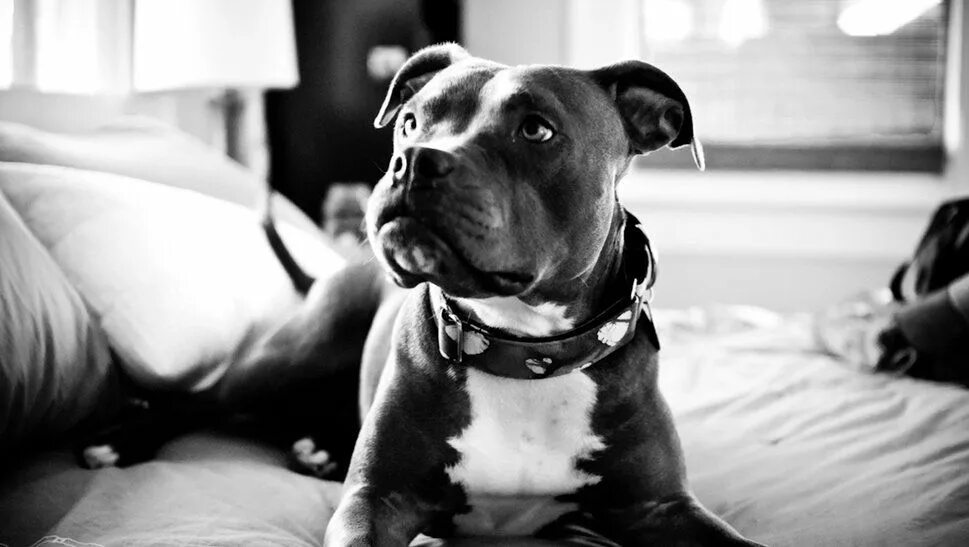 3 Pitbulls in Black and White Bully breeds dogs, Pitbulls, Pitbull terrier