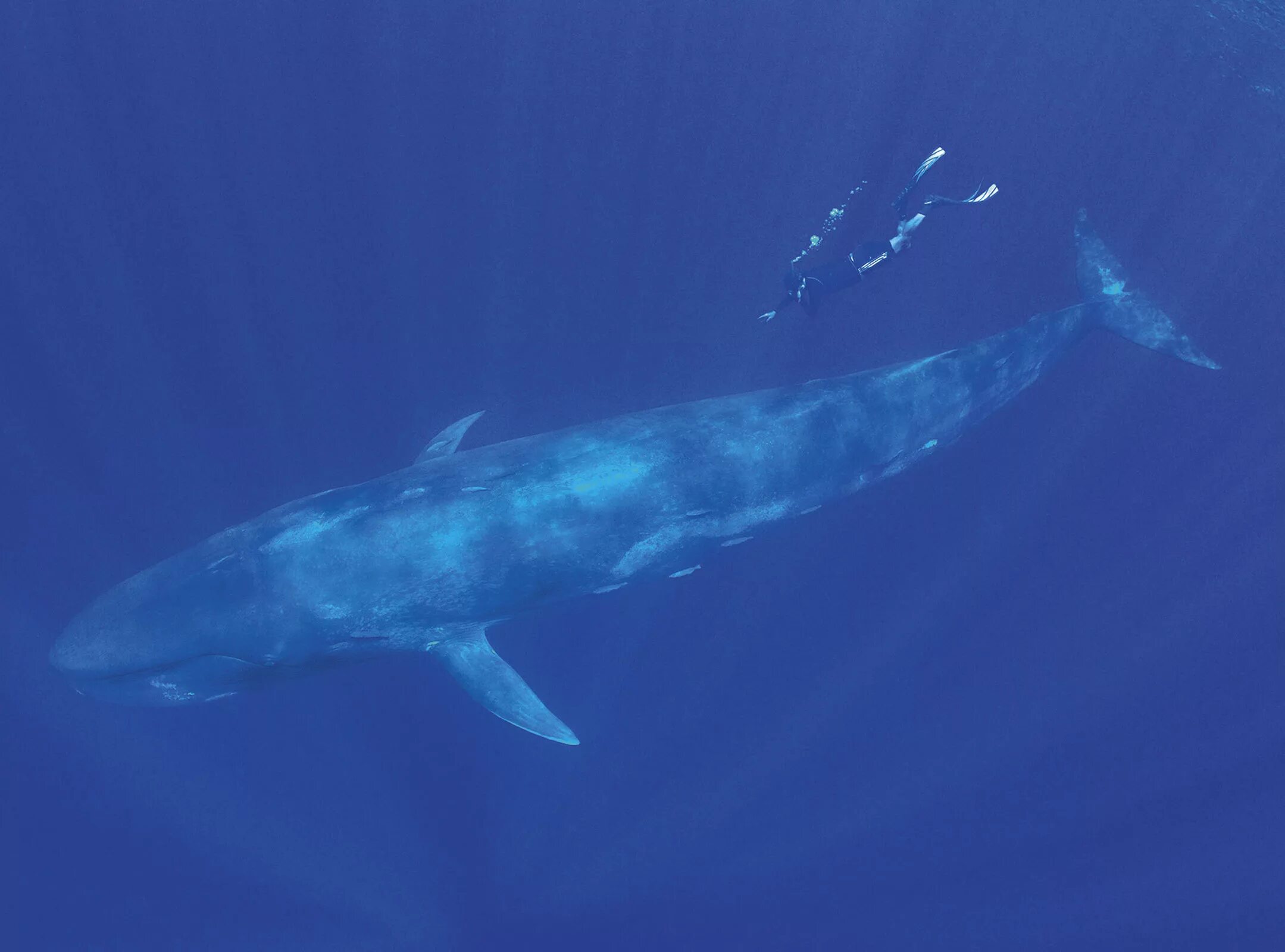 Синий размер. Синий кит Размеры. Голубой кит Размеры. Синий кит масштаб. Синий кит сравнение.