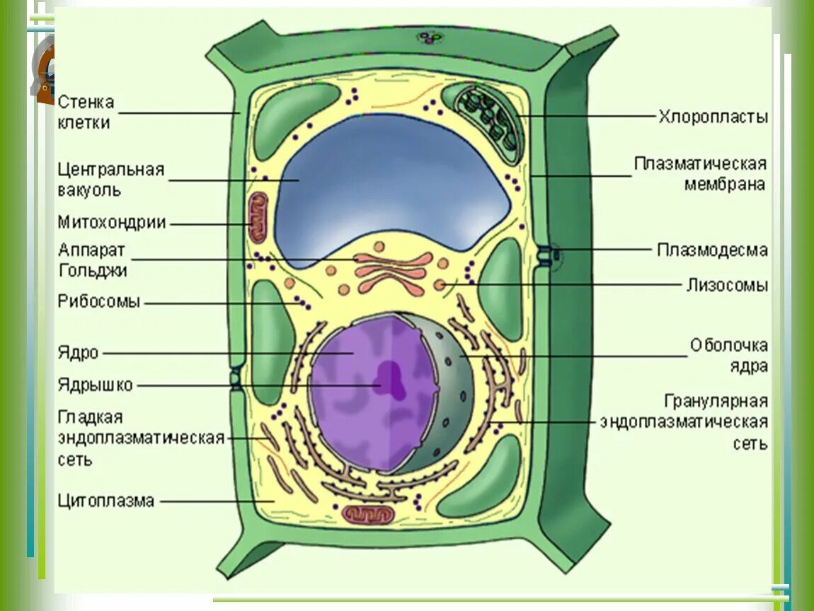 Схема строения клетки растения. Строение и функции частей растительной клетки. Органоиды растительной клетки рисунок. Схема растительной клетки.