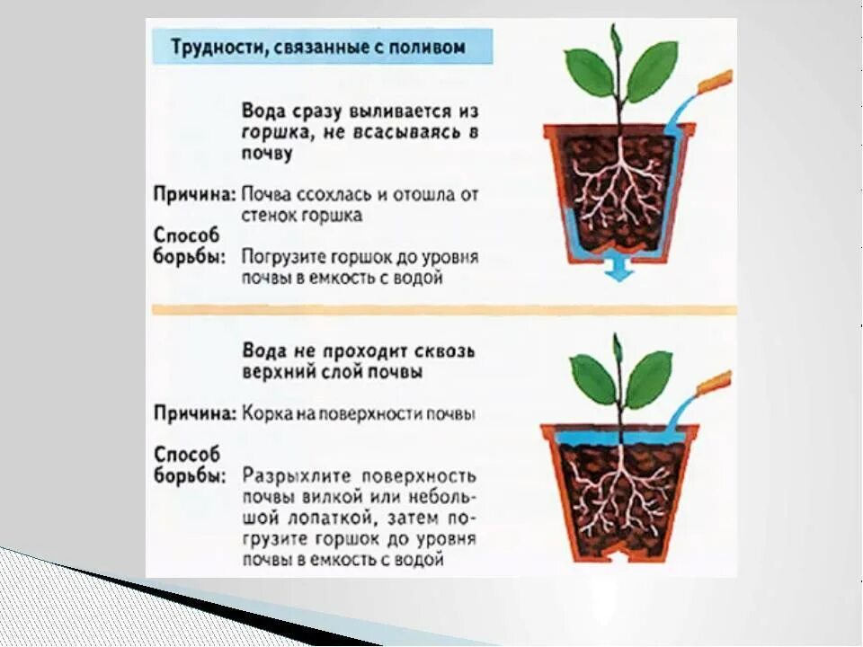 Поливаю почему и