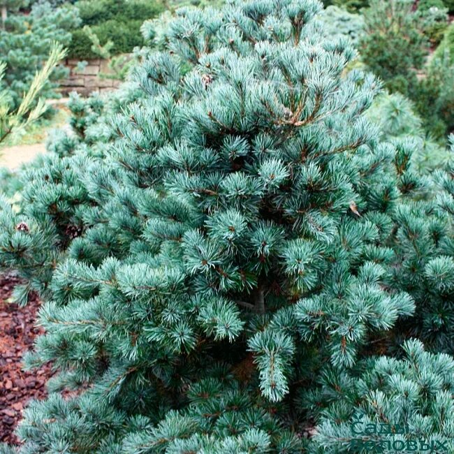 Сосна мелкоцветковая Кин -По Pinus parviflora Kin-po Питомник Тайга
