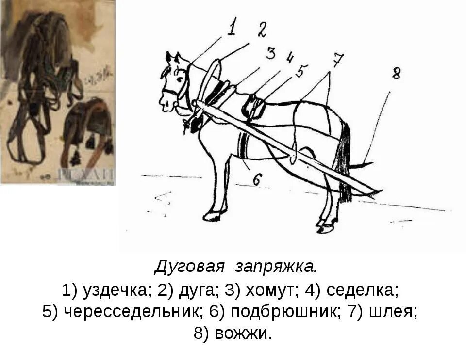 Вожжа попала. Оглобельно дуговая упряжь. Сбруя для оглобельно-дуговой запряжки. Одноконная дуговая запряжка лошади. Сбруя лошади упряжка с чего состоит.