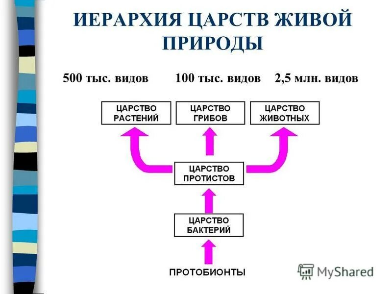 иерархия царств. схема классификации растений таксоны. классификация царства растений и животных. иерархия царств. царство тип класс отряд вид.