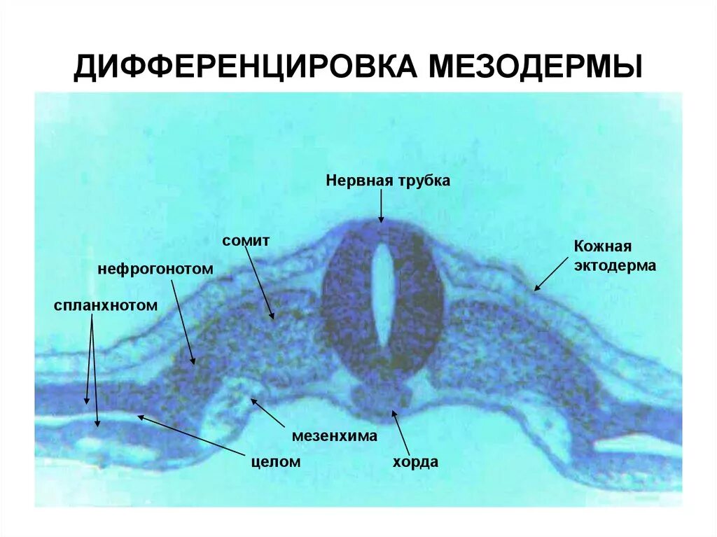 Сомиты и спланхнотом. Сомиты мезодермы. Мезодерма гистология спланхнотомы. Сомиты хорда и нервная трубка.