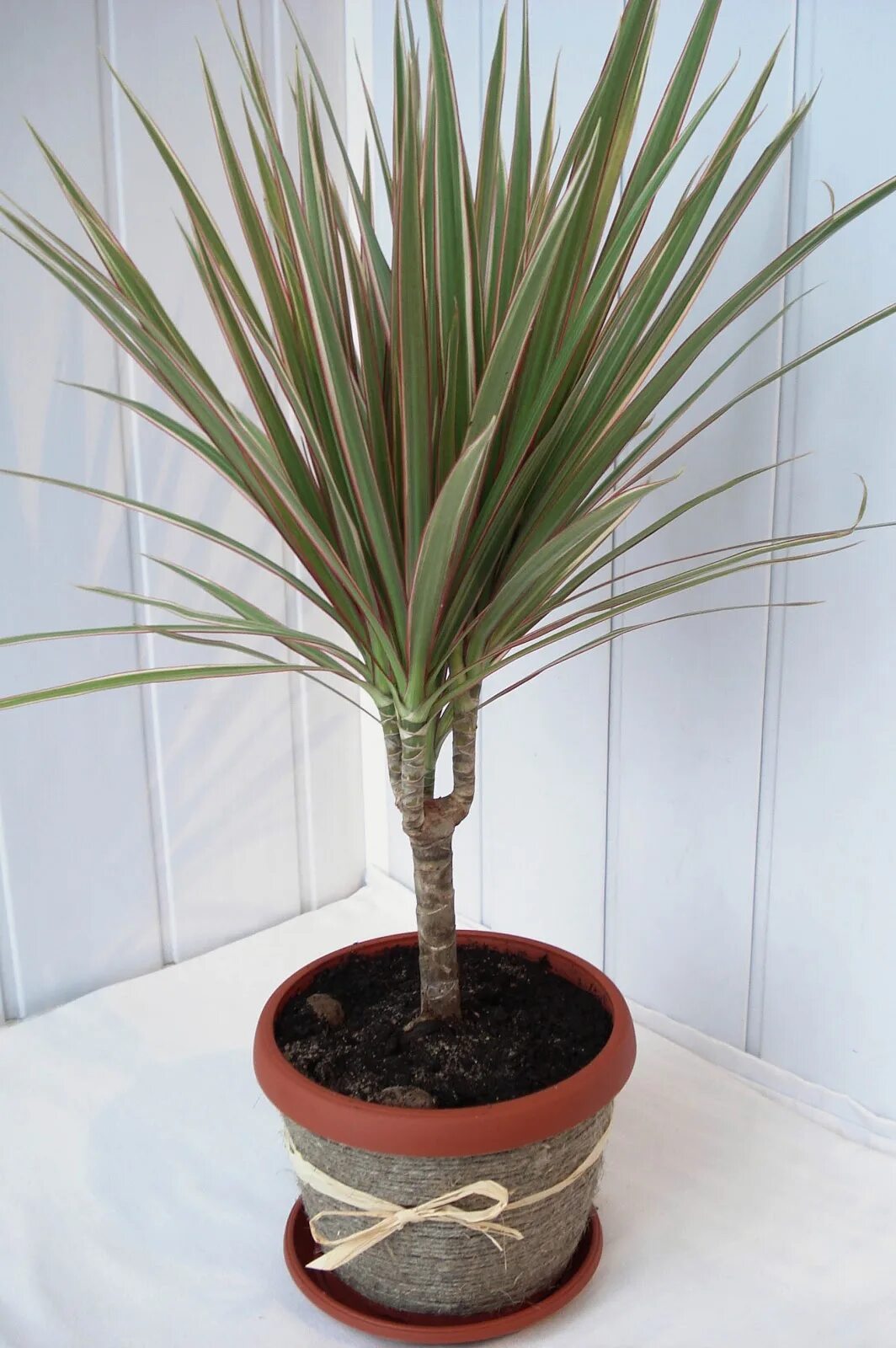 Dracena obrzeżona - uprawa, pielęgnacja, wymagania Zielony Ogródek Piante