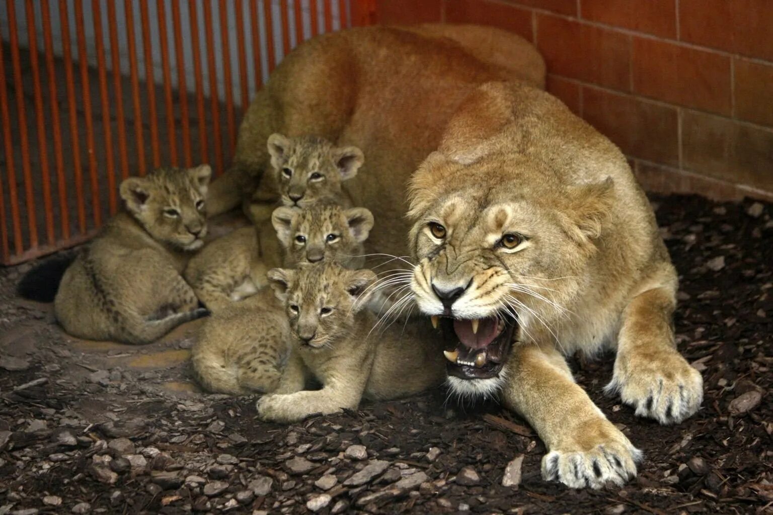 Инстинктивное животное. Лев львица и Львенок. Лев львица и Львенок семья. Инстинкты животных. Детеныши зверей.