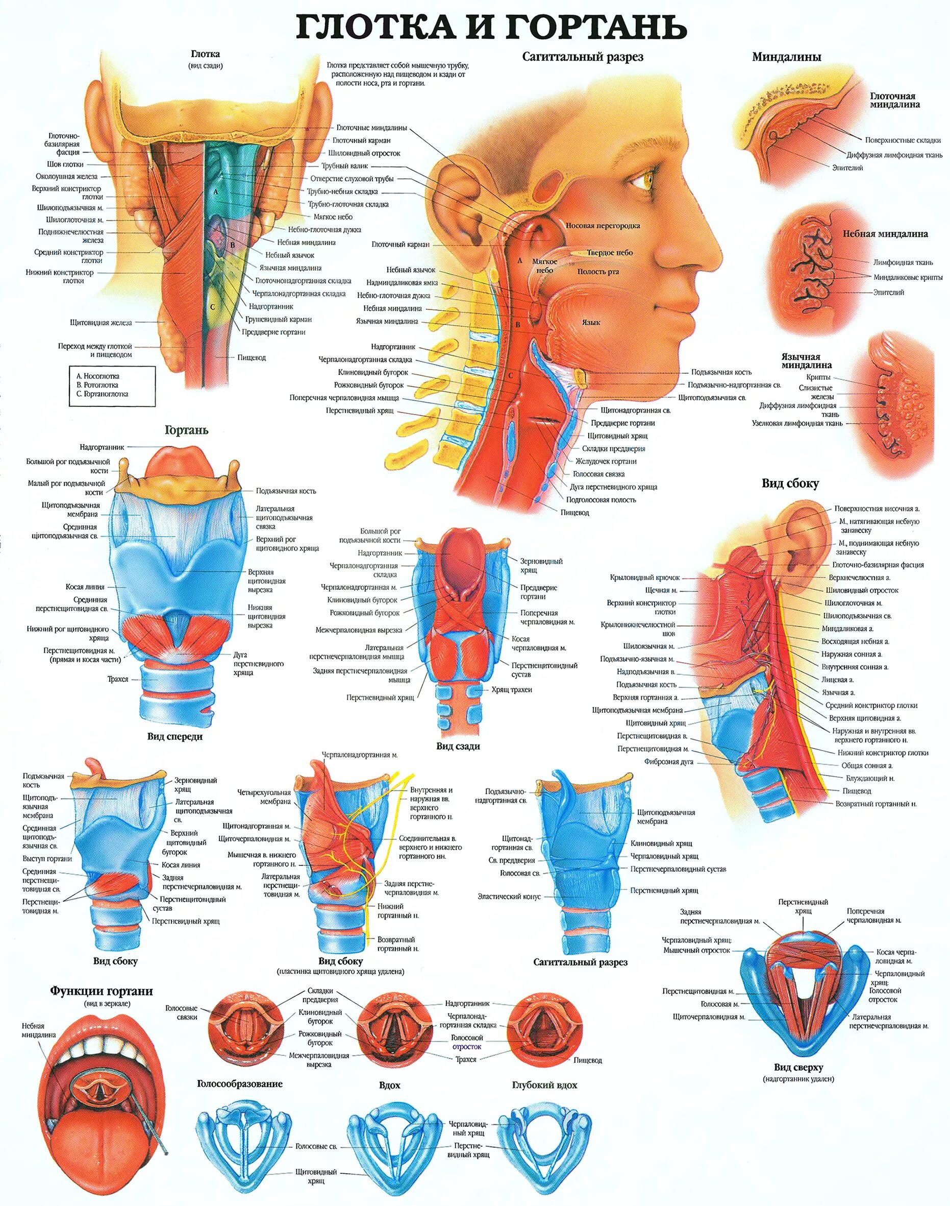 Анатомия гортаноглотки человека атлас. Строение глотки и гортани анатомия. Анатомия человека глотка гортань. Анатомия горла и гортани человека. Глоток назвать