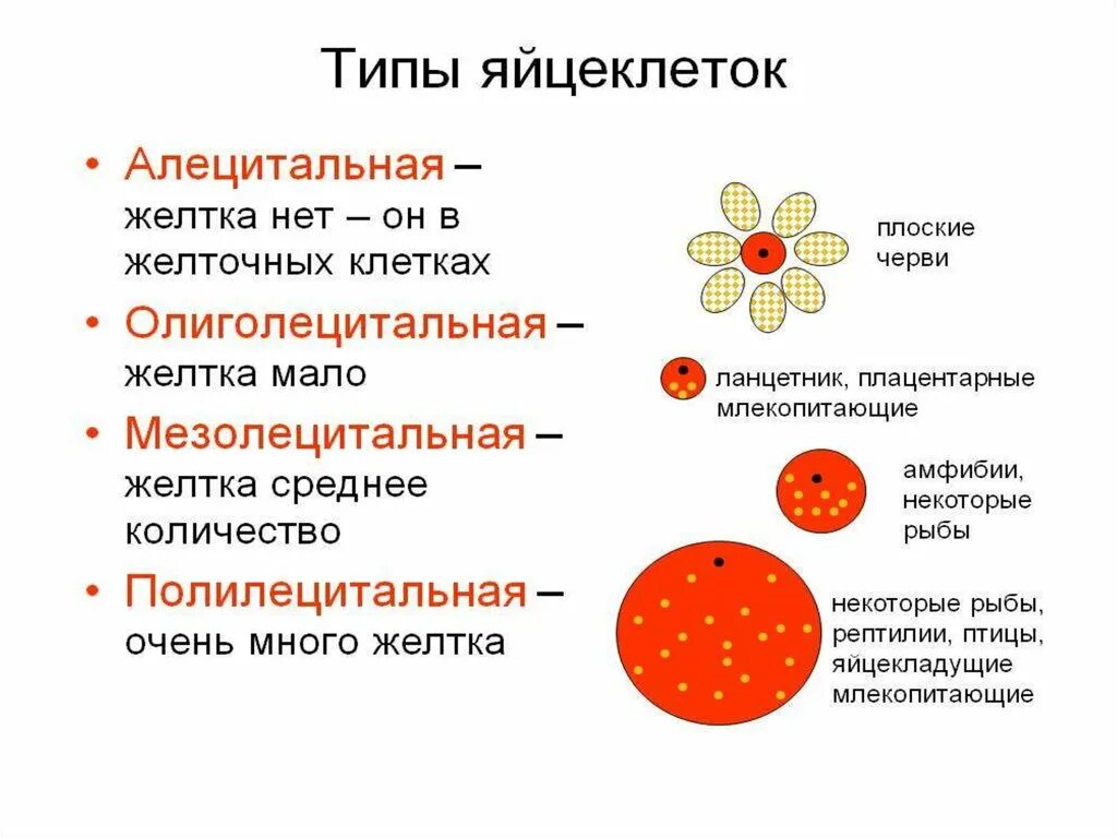 Вторичная изолецитальная яйцеклетка это. Строение яйцеклетки млекопит. Какие особенности строения характерны для яйцеклетки. Строение яйцеклетки и функции оболочек. Тип яйцеклетки у плацентарных млекопитающих.