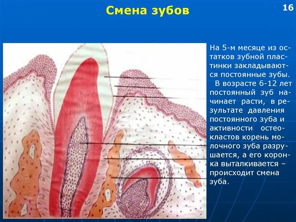 Зачаток постоянного зуба гистология. Прорезывание зуба гистология. Смена зубов гистология. Строение и развитие зуба. Развитие зубов у человека