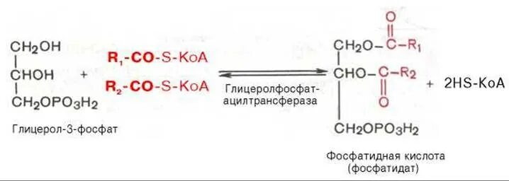 Какова роль триозофосфатов во взаимосвязи метаболизма триглицеридов