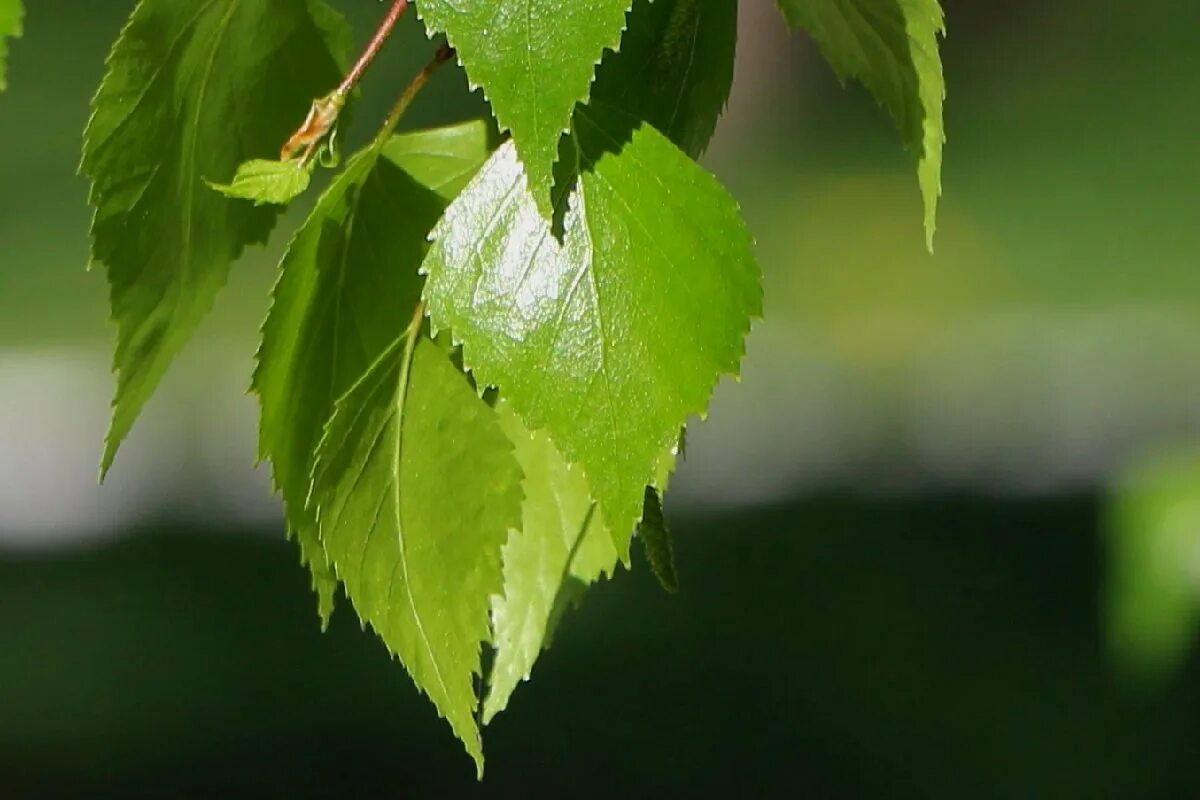 листочки березы. Birch leaf. береза плосколистная листья. а листочек с березки. а листочек с березки.