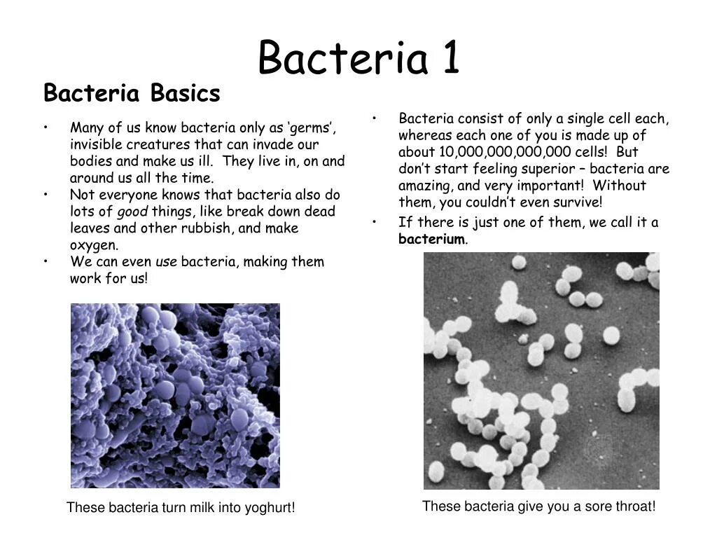 2 бактерии 1 8. Бактерия bacteria. About bacteria ppt. What was made of bacteria. That bacteria are spilling.