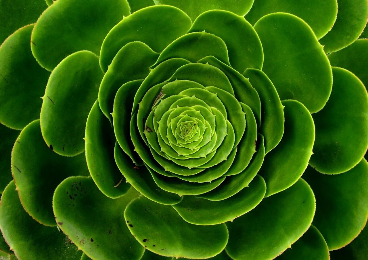 Грин Плант растения. Хризантема Кастелли. Зеленые цветы. Plant color