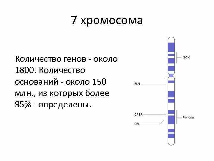 Количество генов