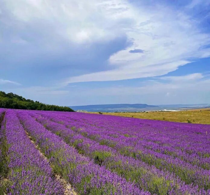 Село тургеневка крым лавандовые поля. Бахчисарай лавандовые поля. Село тургеневка бахчисарайский район лавандовые поля. Тургеневка лавандовые поля. Тургеневка крым лавандовые поля.